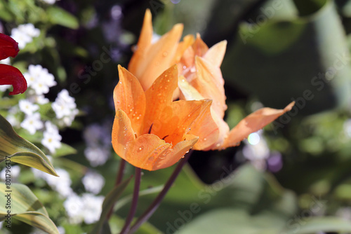 Orange tulip after the rain. Beautiful tulip flowers photographed in the Botanical Garden of Gothenburg, Sweden (SVE: Botaniska Trädgården Göteborg). Closeup nature color image. Green background.