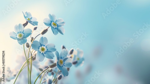 Delicate forgetmenots  soft sky blue background  nature photography magazine cover  gentle morning light  central focus