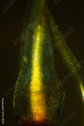 Branch leaf of the moss Ulota crispa, with polarization. photo