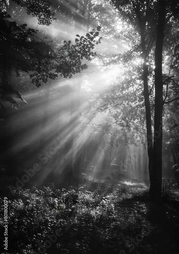 sun rays through the forest, nature , light beams