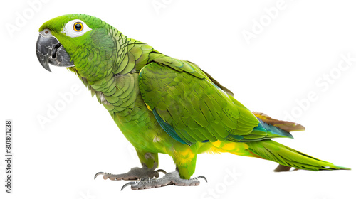 green parrot side looking isolated on transparent background