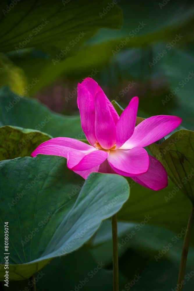The lotus flower holds deep cultural The lotus flower holds deep cultural