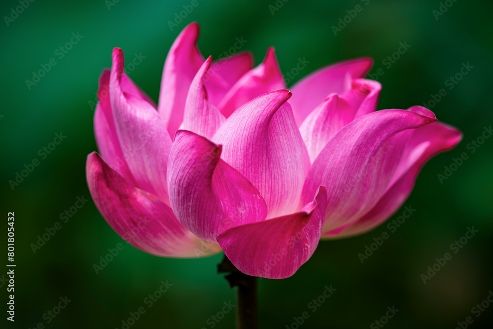 The lotus flower holds deep cultural The lotus flower holds deep cultural