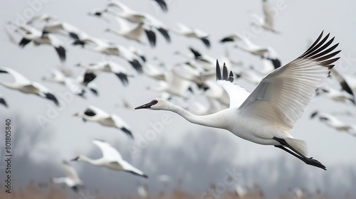 Whooping cranes fly together, migrate somewhere photo