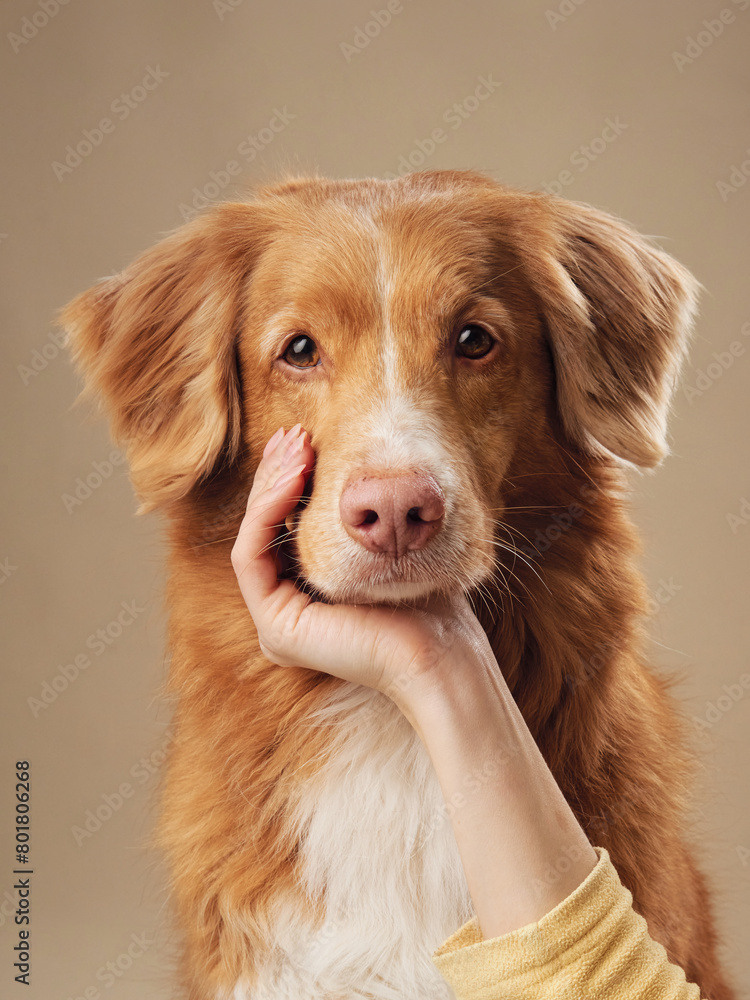 Tender moment between human and a Nova Scotia Duck Tolling Retriever dog, Gentle affection showcased against a warm beige tone