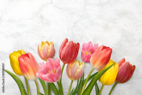 Colorful tulip border, white background, design space #801806807