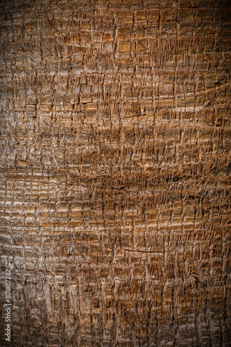 texture and detail of palm tree bark in a park.