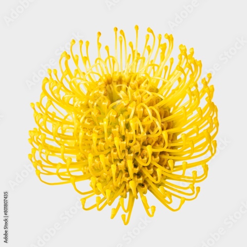 Yellow pincushion flower, closeup shot