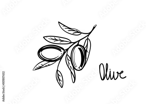 Hand drawn sketch black and white illustration of olive plant, branch, leaf. Vector illustration. Elements in graphic style label, sticker, menu, package. Engraved style illustration.