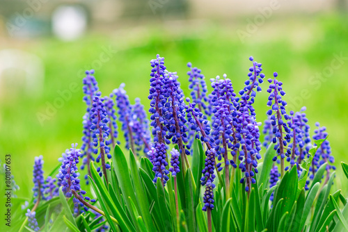 Tender blue muscari flowers in spring garden. Blue flowers. Muscari neglectum. Grape hyacinth. High quality photo