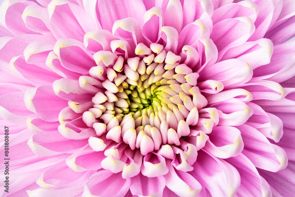 Pink chrysanthemum background, flower macro shot Pink chrysanthemum background, flower macro shot