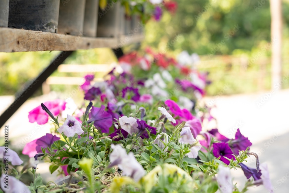 Obraz premium flower, rose, garden, flowers, nature, plant, red, pink, roses, bouquet, summer, beauty, bloom, blossom, flora, leaf, floral, love, gardening, yellow, beautiful, white, color, romance, petals