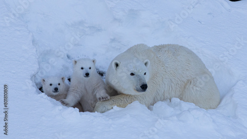 Mother Polar Bear and Her Baby Polar Bears (Cubs)