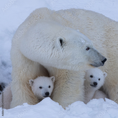 Mother Polar Bear and Her Baby Polar Bears (Cubs)