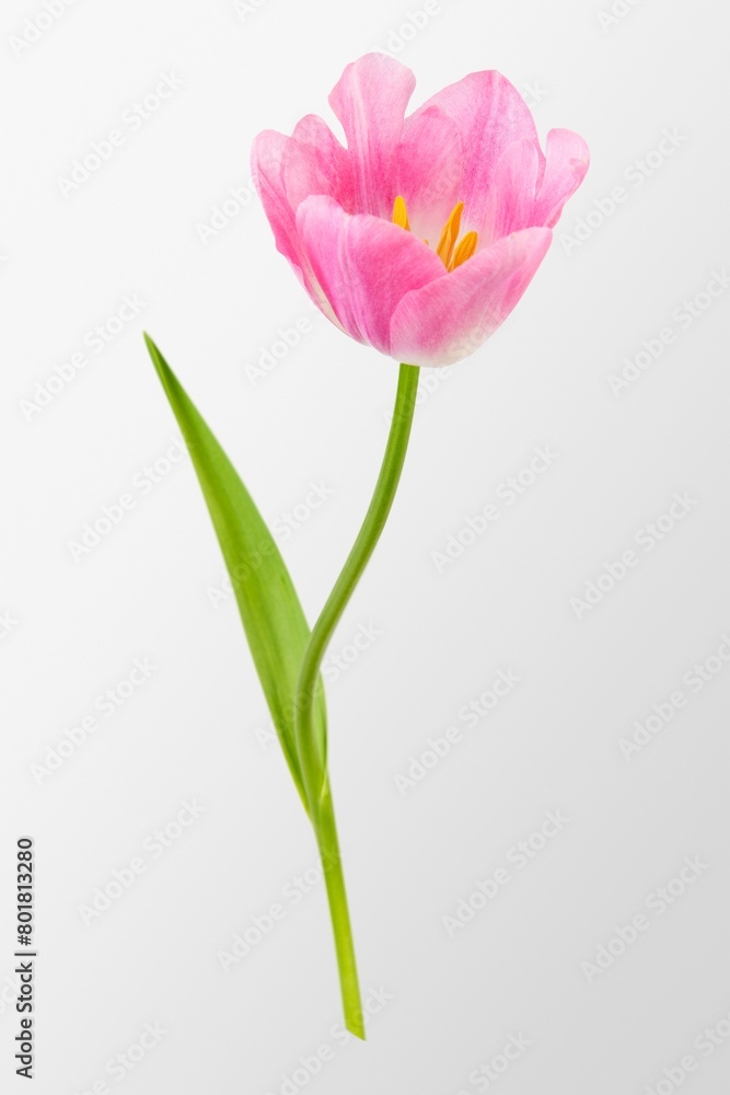 Pink tulip flower background, design space Pink tulip flower background, design space