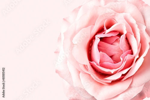 Pink rose background  flower macro shot