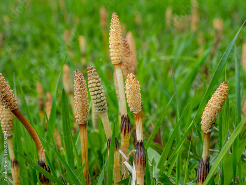 Foto Equisetum arvense, the field horsetail or common horsetail