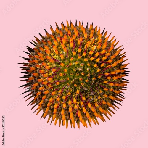 Orange pincushion flower, closeup shot