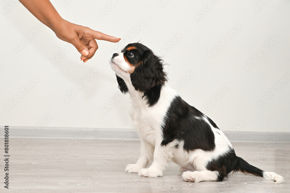 Purebred Cavalier King Charles Spaniel puppy sitting on white floor, looking up at pointing finger. Purebred Cavalier King Charles Spaniel puppy sitting on white floor, looking up at pointing finger.