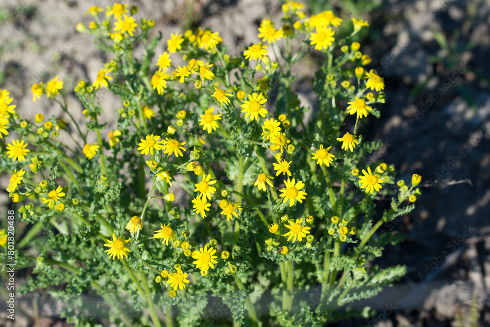 Jacobaea vulgaris, common ragwort yellow flowers closeup selective focus Jacobaea vulgaris, common ragwort yellow flowers closeup selective focus