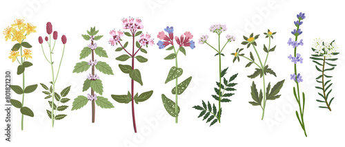 set of medicinal herbs  field flowers  vector drawing wild plants at white background  floral elements  hand drawn botanical illustration