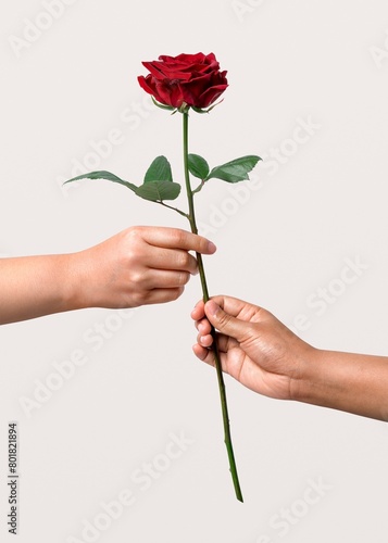 People giving red rose  valentine s flower