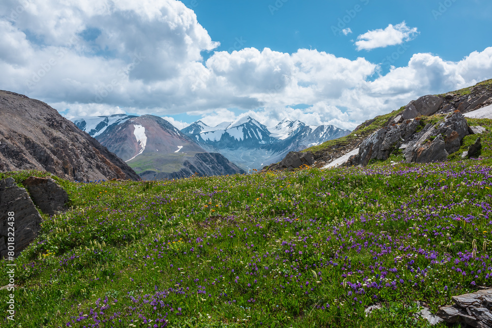 Beautiful flowers on sunlit grassy hill with view to three large snow peaked tops. Lovely vast scenery with lush flowering in green grass in alpine valley against few big snowy pointy peaks far away.