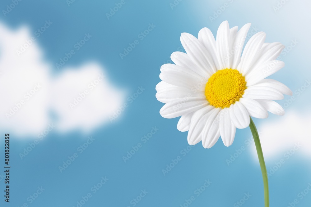 White daisy, blue sky background, design space White daisy, blue sky background, design space
