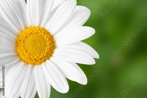 White daisy border  flower background  design space