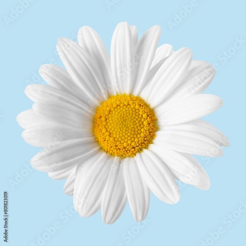 White daisy flower, closeup shot