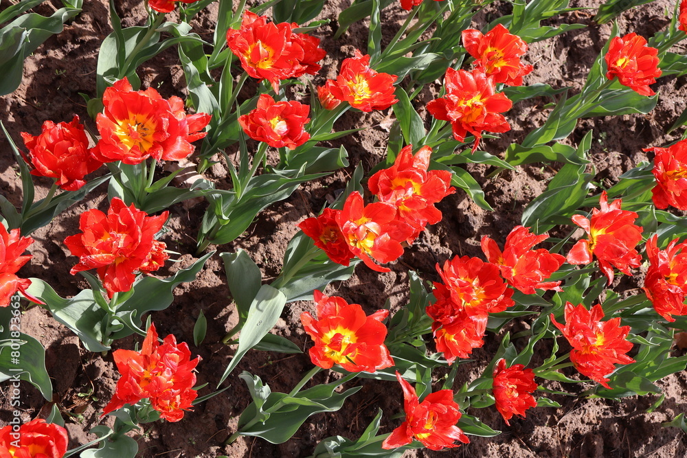 dobropark park nature tulips rest