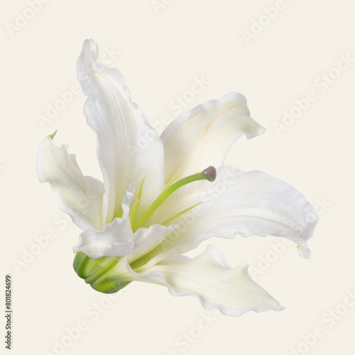 White lily flower, closeup shot