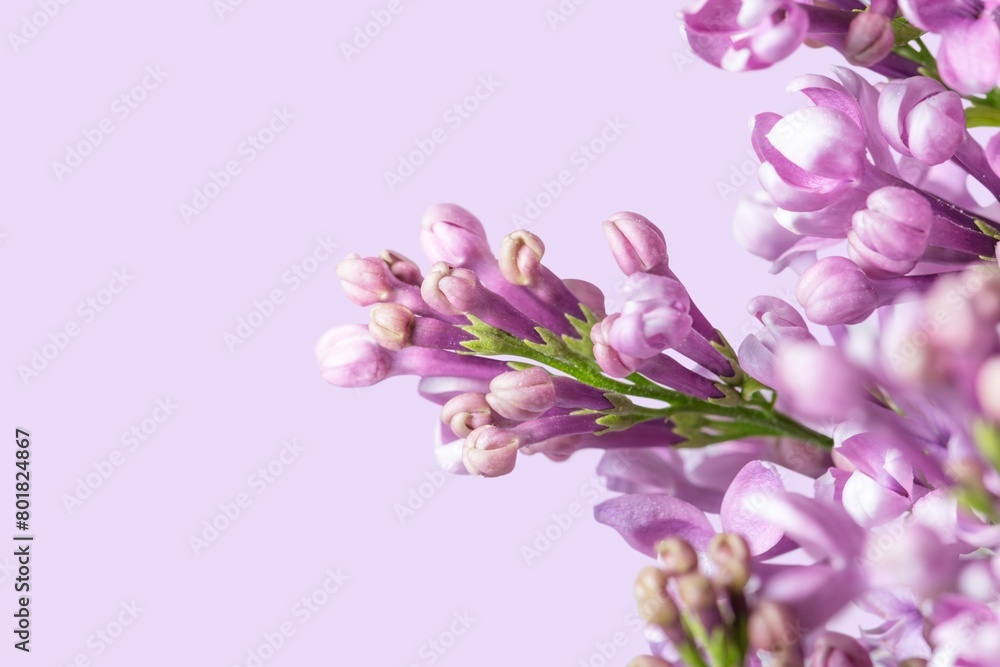 Lilac border, flower background, design space Lilac border, flower background, design space