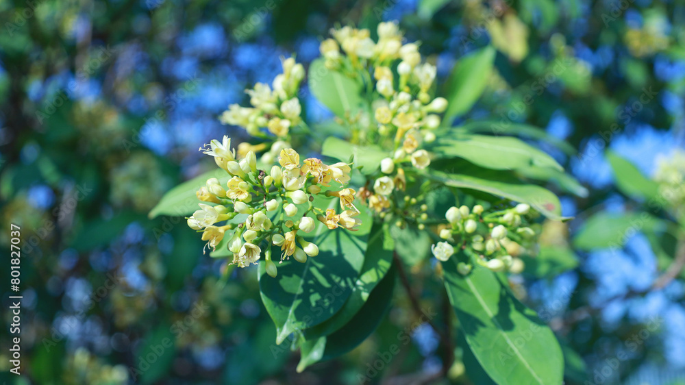 Fagraea fragrans Roxb bloom on tree. Beautiful Tembusu Plant or Kan Krao flowers in the garden on green plant background with copy space. selective focus Fagraea fragrans Roxb bloom on tree. Beautiful Tembusu Plant or Kan Krao flowers in the garden on green plant background with copy space. selective focus