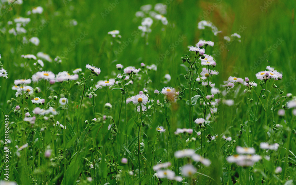 meadow with flowers meadow with flowers