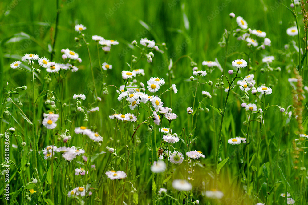 meadow with flowers meadow with flowers