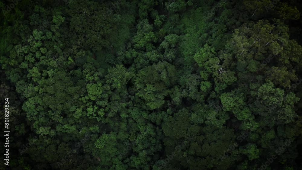 Aerial top down pan across lush green tropical forest canopy with deep gulches Aerial top down pan across lush green tropical forest canopy with deep gulches
