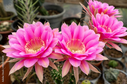 Colorful pink bloom of cactus
