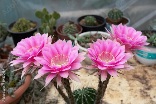 Colorful pink bloom of cactus