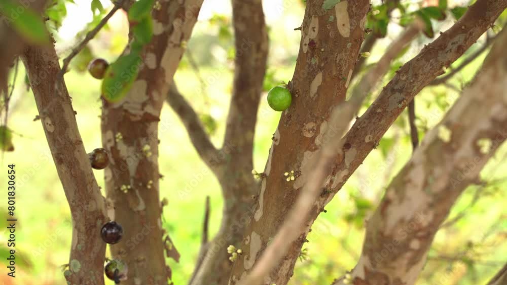 Close up of green Jaboticaba young tree with flowers starting to bloom in season fruit Plinian grapelike Close up of green Jaboticaba young tree with flowers starting to bloom in season fruit Plinian grapelike