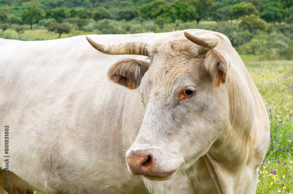 Curious Gaze: Portrait of a White Cow Observing the Camera. Curious Gaze: Portrait of a White Cow Observing the Camera.