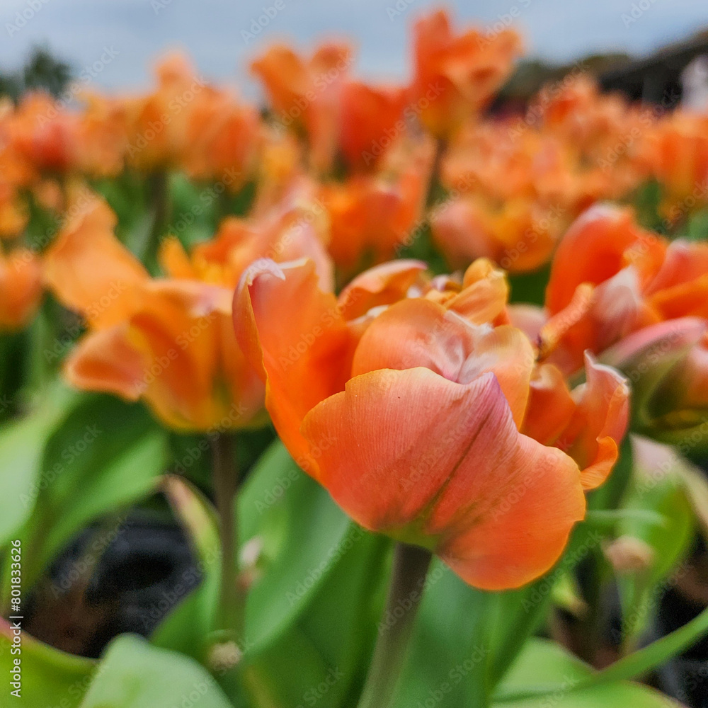 Orange double early tulips in Zhongshe Flower Farm in Taichung City, Taiwan. Orange double early tulips in Zhongshe Flower Farm in Taichung City, Taiwan.
