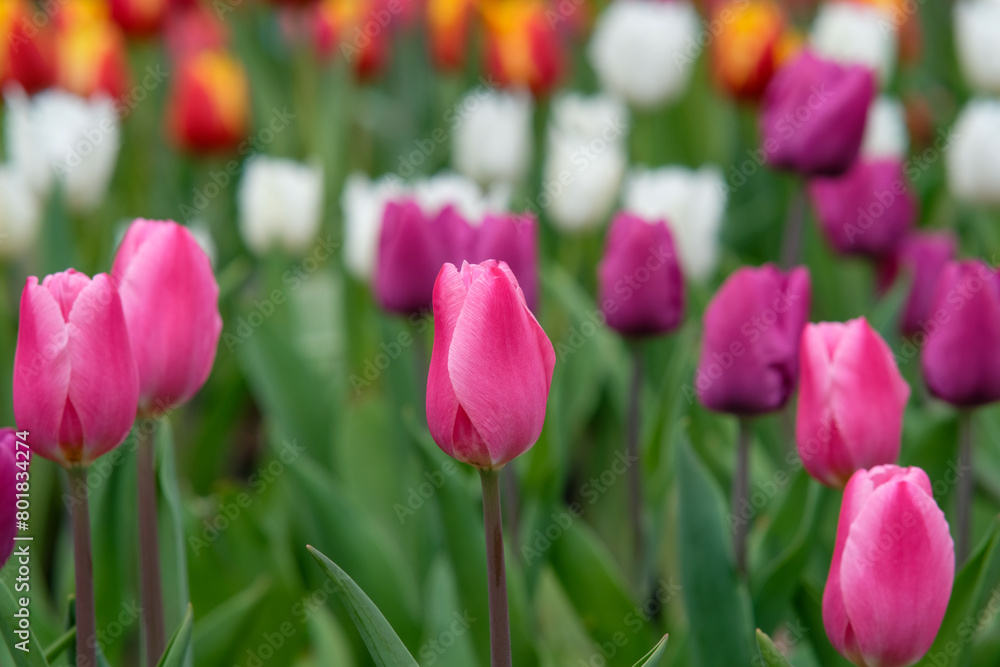White and pink tulips in Zhongshe Flower Farm in Taichung City, Taiwan.