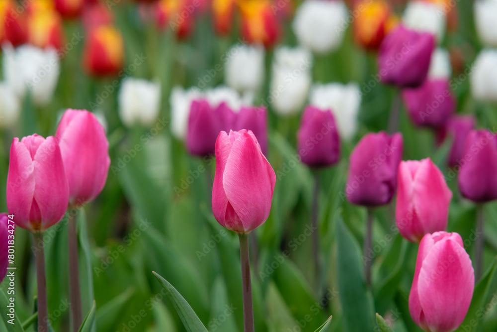 White and pink tulips in Zhongshe Flower Farm in Taichung City, Taiwan. White and pink tulips in Zhongshe Flower Farm in Taichung City, Taiwan.