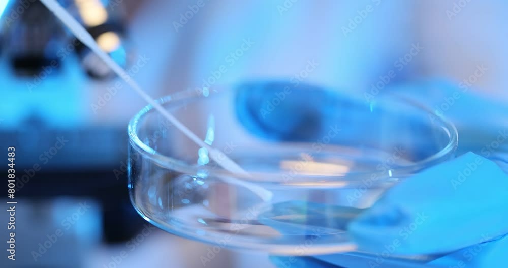 Scientist using a sterile swab to collect a bacterial sample in a petri dish Scientist using a sterile swab to collect a bacterial sample in a petri dish