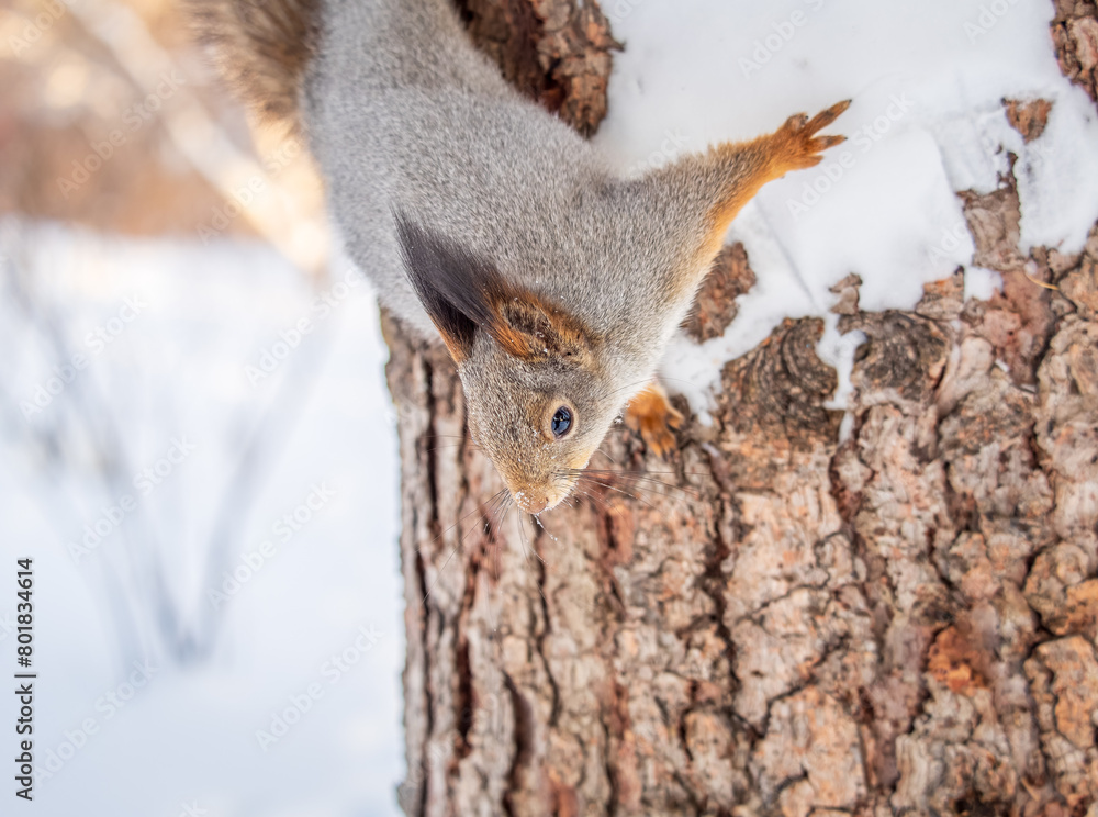 Fototapeta premium Squirrel in winter sits on a tree trunk with snow