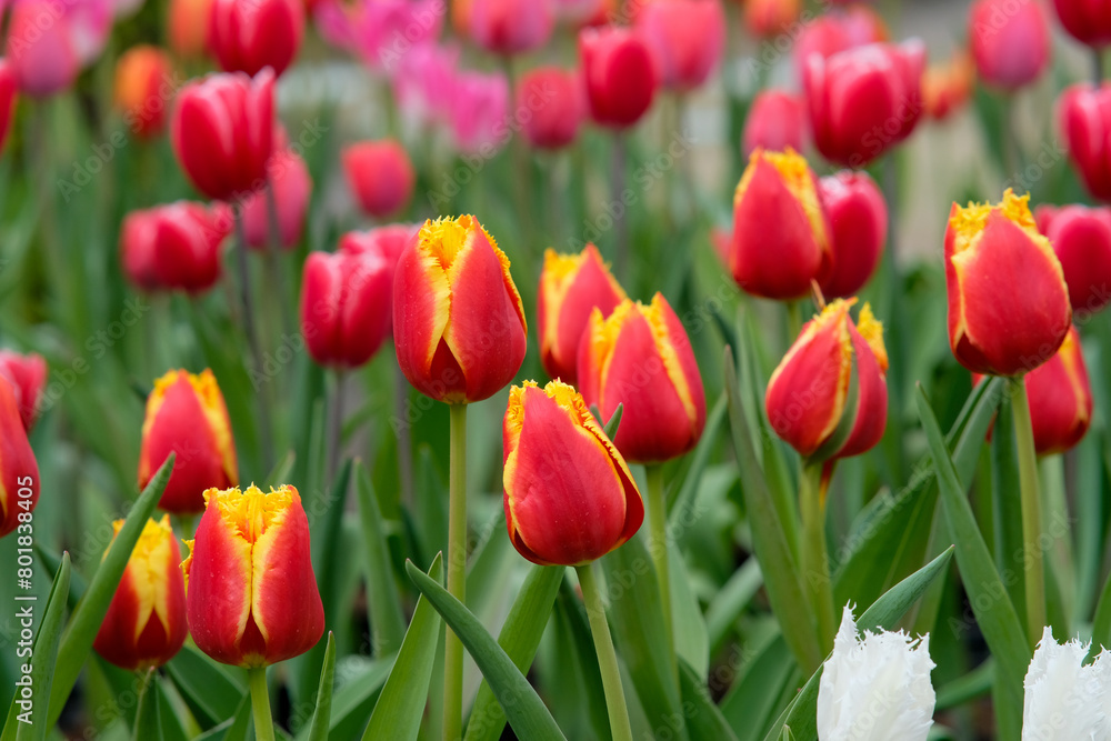 Dark orange and yellow fringed tulips in Zhongshe Flower Farm in Taichung City, Taiwan. Dark orange and yellow fringed tulips in Zhongshe Flower Farm in Taichung City, Taiwan.