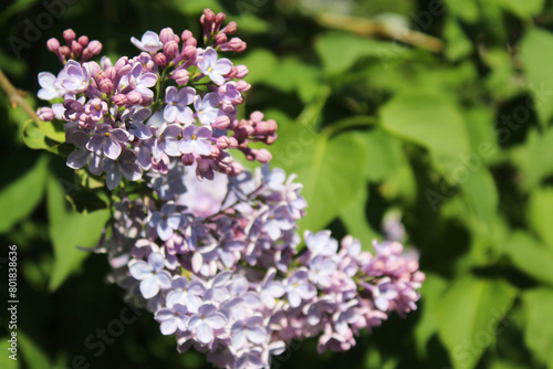 lilac flowers in the garden, beautiful lilac flowers on blurred background, spring concept, flowers in spring, 