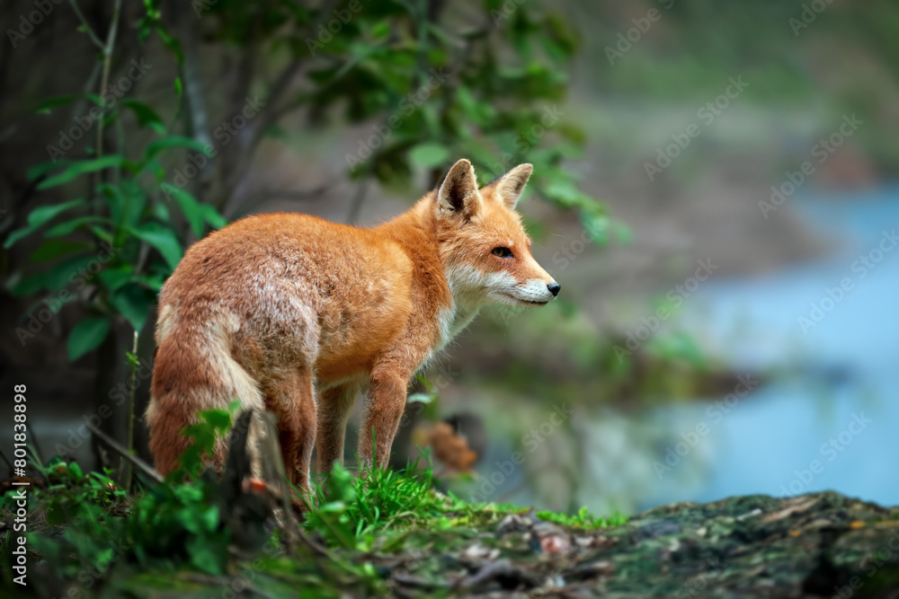 Naklejka premium Red fox standing in a forest by water