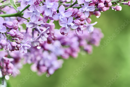 Wallpaper Mural Blooming purple terry lilac with water drops after rain against green background. Soft focus Torontodigital.ca